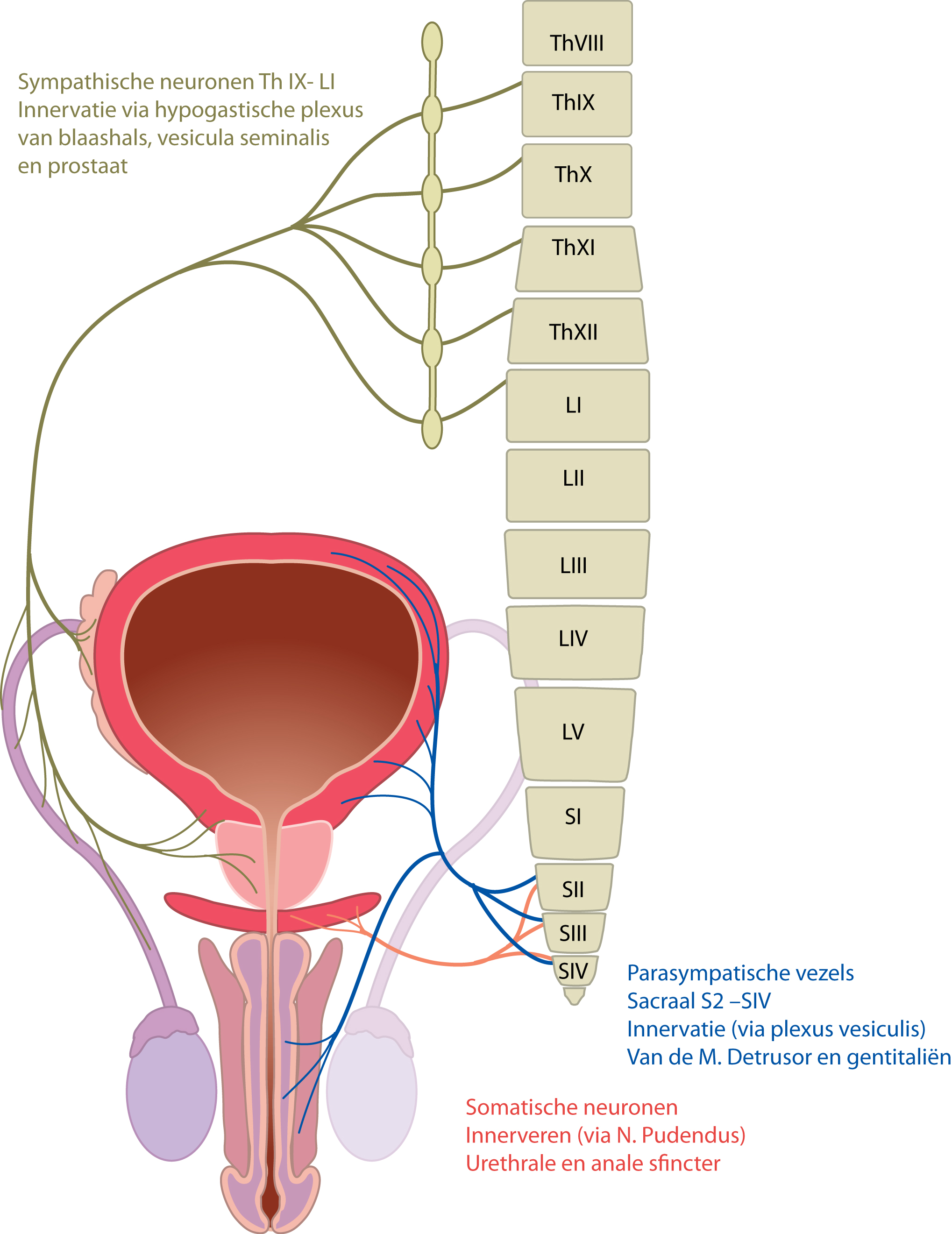 Slagter Drawing Innervation Of The Lower Urinary Tract Dutch Labels